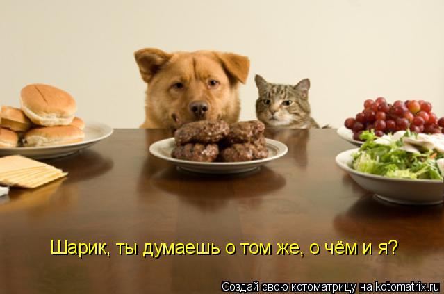 Котоматрица: Шарик, ты думаешь о том же, о чём и я?