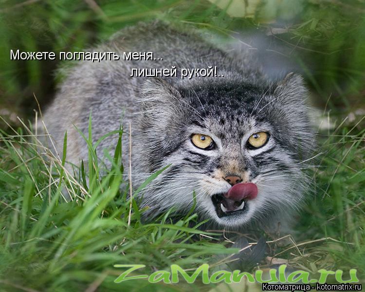 Можете погладить меня... лишней рукой!..... Котоматрица: Можете погладить меня... лишней рукой!..