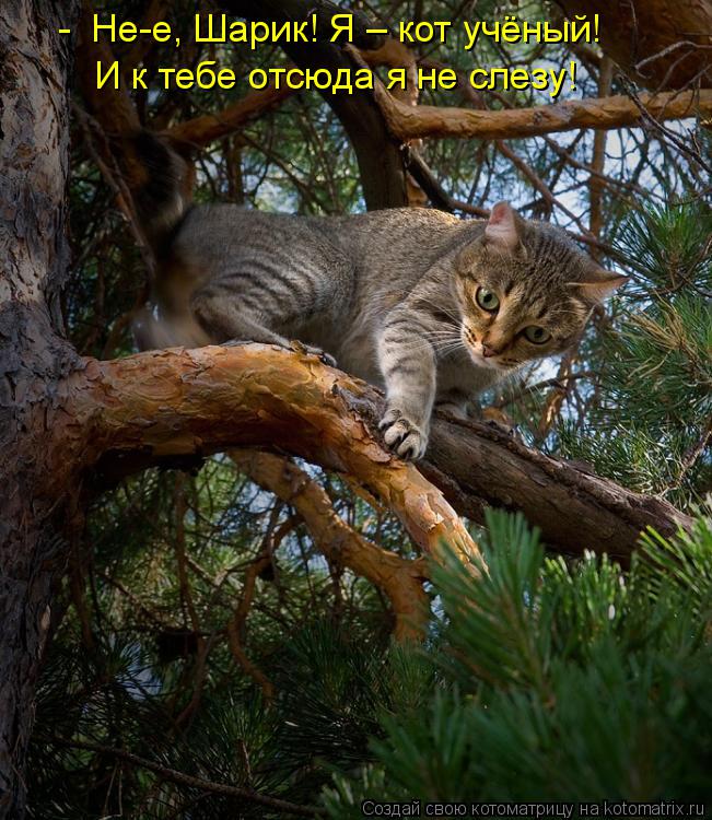 - Не-е, Шарик! Я – кот учёный! И к тебе отсюда я не слезу!... Котоматрица: - Не-е, Шарик! Я – кот учёный! И к тебе отсюда я не слезу!