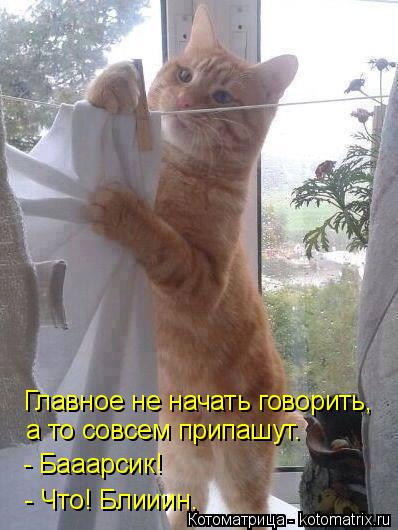 Котоматрица: Главное не начать говорить, а то совсем припашут. - Бааарсик! - Что! Блииин.