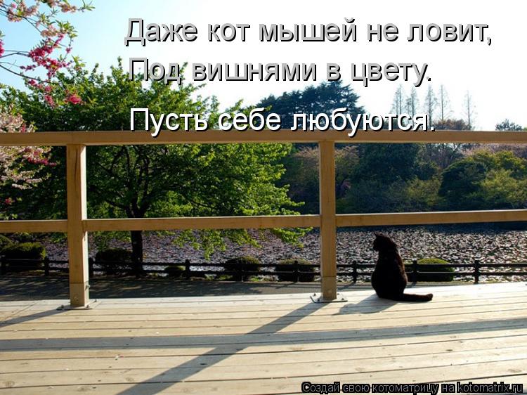 Котоматрица: Даже кот мышей не ловит, Под вишнями в цвету. Пусть себе любуются.