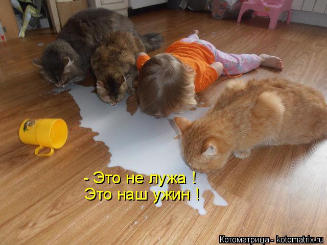 - Это не лужа ! Это наш ужин !... Котоматрица: - Это не лужа ! Это наш ужин !