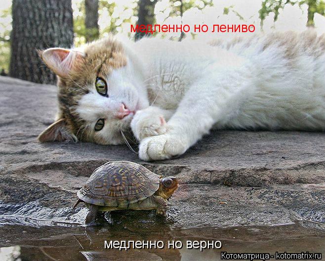 медленно но лениво медленно но верно... Котоматрица: медленно но лениво медленно но верно