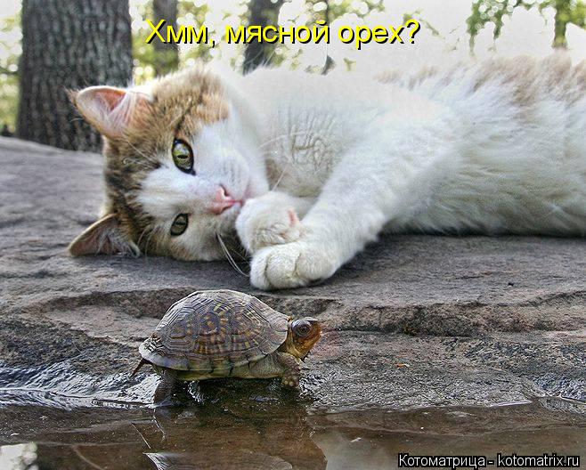 Котоматрица: Хмм, мясной орех?