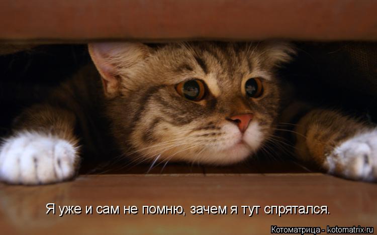 Котоматрица: Я уже и сам не помню, зачем я тут спрятался.