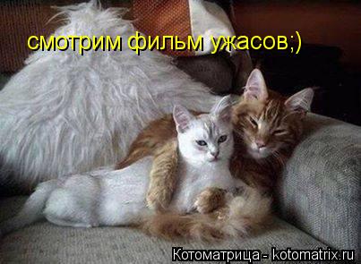 Котоматрица: смотрим фильм ужасов;)