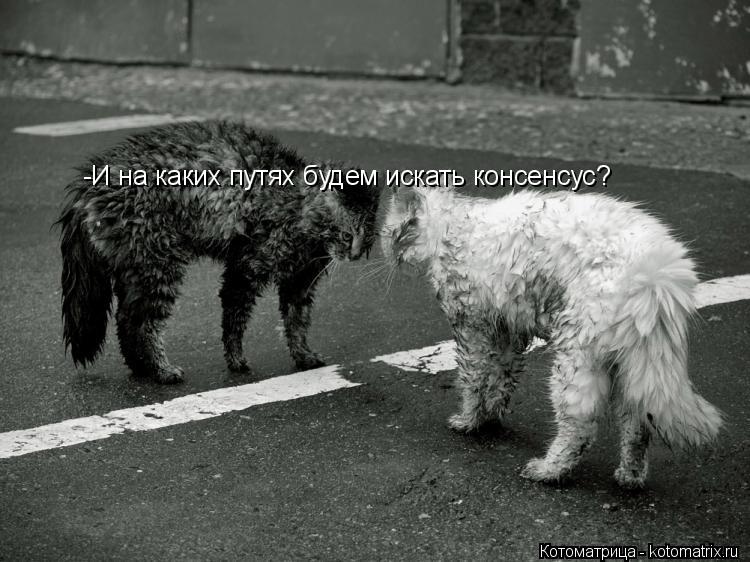-И на каких путях будем искать консенсус?... Котоматрица: -И на каких путях будем искать консенсус?