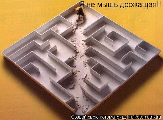 Я не мышь дрожащая!!... Котоматрица: Я не мышь дрожащая!!