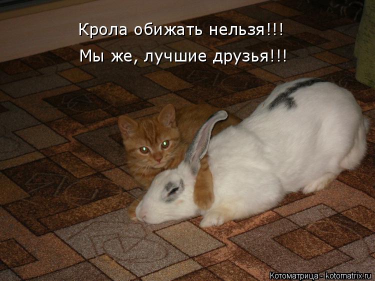Крола обижать нельзя!!! Мы же, лучшие друзья!!!... Котоматрица: Крола обижать нельзя!!! Мы же, лучшие друзья!!!