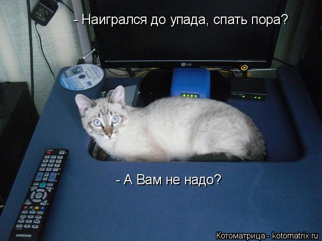 - Наигрался до упада, спать пора? - А Вам не надо?... Котоматрица: - Наигрался до упада, спать пора? - А Вам не надо?