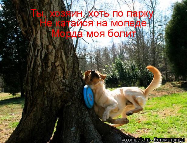 Ты, хозяин, хоть по парку Не катайся на мопеде Морда моя болит... Котоматрица: Ты, хозяин, хоть по парку Не катайся на мопеде Морда моя болит