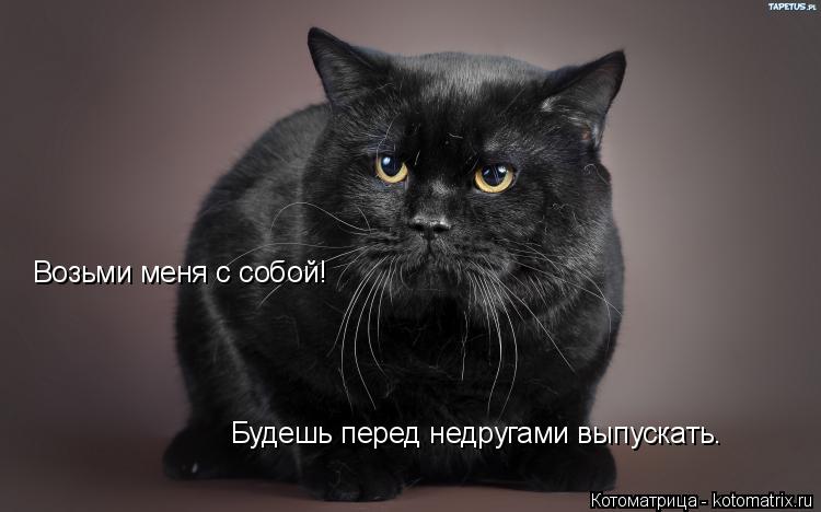Будешь перед недругами выпускать. Возьми меня с собой!... Котоматрица: Будешь перед недругами выпускать. Возьми меня с собой!