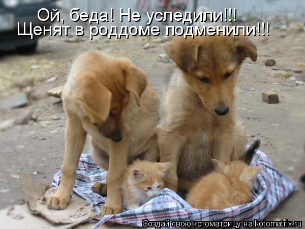 Щенят в роддоме подменили!!! Ой, беда! Не уследили!!!... Котоматрица: Щенят в роддоме подменили!!! Ой, беда! Не уследили!!!