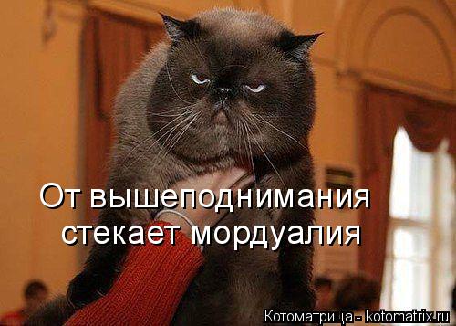 От вышеподнимания стекает мордуалия... Котоматрица: От вышеподнимания стекает мордуалия