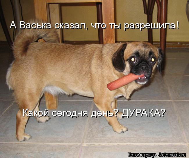 Котоматрица: А Васька сказал, что ты разрешила! Какой сегодня день? ДУРАКА?