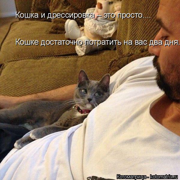 Котоматрица: Кошка и дрессировка – это просто....  Кошке достаточно потратить на вас два дня.