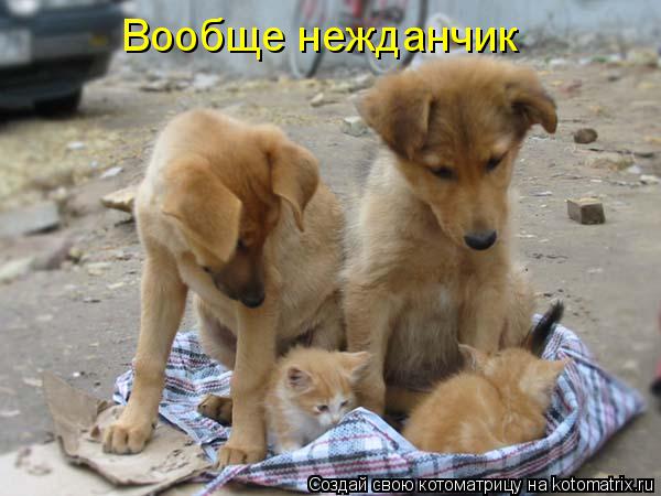 Котоматрица: Вообще нежданчик
