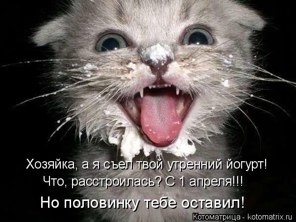 Котоматрица: Хозяйка, а я съел твой утренний йогурт! Что, расстроилась? С 1 апреля!!! Но половинку тебе оставил!