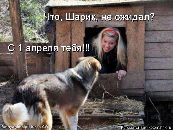 Котоматрица: Что, Шарик, не ожидал? С 1 апреля тебя!!!
