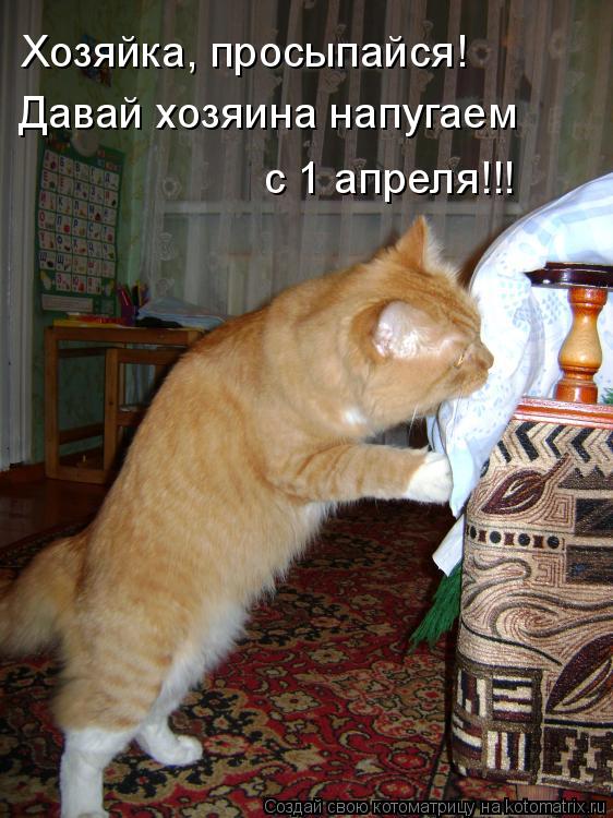 Хозяйка, просыпайся! Давай хозяина напугаем с 1 апреля!!!... Котоматрица: Хозяйка, просыпайся! Давай хозяина напугаем с 1 апреля!!!
