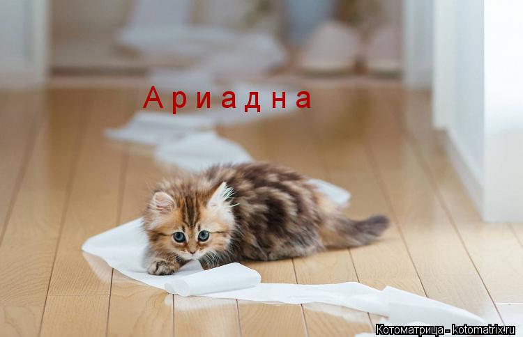 Котоматрица: А р и а д н а