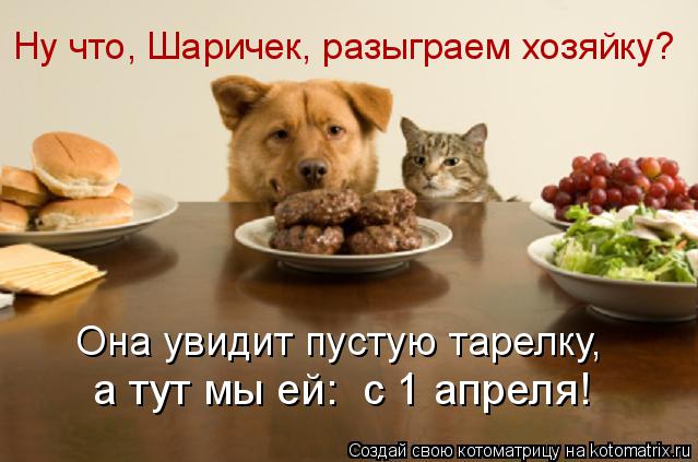 Котоматрица: Ну что, Шаричек, разыграем хозяйку? а тут мы ей:  с 1 апреля! Она увидит пустую тарелку,
