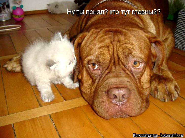 Ну ты понял? кто тут главный?... Котоматрица: Ну ты понял? кто тут главный?