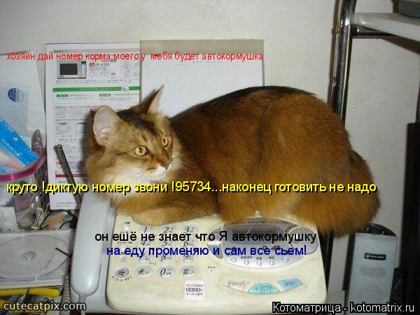 Котоматрица: круто !диктую номер звони !95734...наконец готовить не надо он ешё не знает что Я автокормушку на еду променяю и сам все сьем! хозяин дай номер к