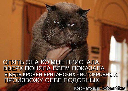 ВВЕРХ ПОНЯЛА.ВСЕМ ПОКАЗАЛА. ОПЯТЬ ОНА КО МНЕ ПРИСТАЛА. Я ВЕДЬ КРОВЕЙ БРИТАНСКИХ ЧИСТОКРОВНЫХ. ПРОИЗВО... Котоматрица: ВВЕРХ ПОНЯЛА.ВСЕМ ПОКАЗАЛА. ОПЯТЬ ОНА КО МНЕ ПРИСТАЛА. Я ВЕДЬ КРОВЕЙ БРИТАНСКИХ ЧИСТОКРОВНЫХ. ПРОИЗВОЖУ СЕБЕ ПОДОБНЫХ.