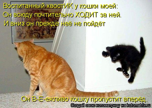 Воспитанный хвостИК у кошки моей: Он всюду почтительно ХОДИТ за ней. И вниз он прежде неё не пойдёт О... Котоматрица: Воспитанный хвостИК у кошки моей: Он всюду почтительно ХОДИТ за ней. И вниз он прежде неё не пойдёт Он В-Е-ежливо кошку пропустит вперёд.