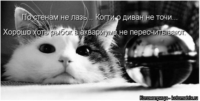 Котоматрица: По стенам не лазь... Когти о диван не точи... Хорошо хоть рыбок в аквариуме не пересчитывают.