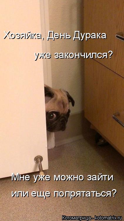 Котоматрица: Хозяйка, День Дурака  уже закончился? Мне уже можно зайти или еще попрятаться?