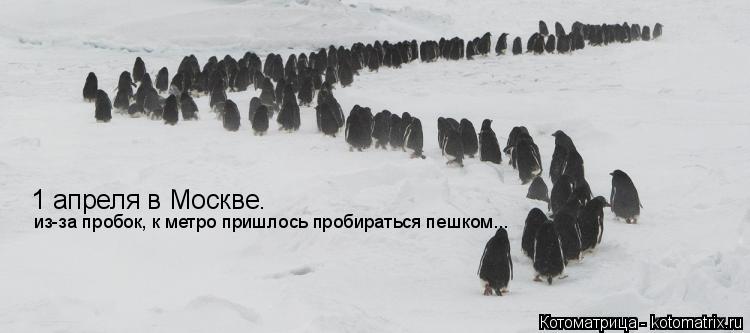 1 апреля в Москве. из-за пробок, к метро пришлось пробираться пешком...... Котоматрица: 1 апреля в Москве. из-за пробок, к метро пришлось пробираться пешком...