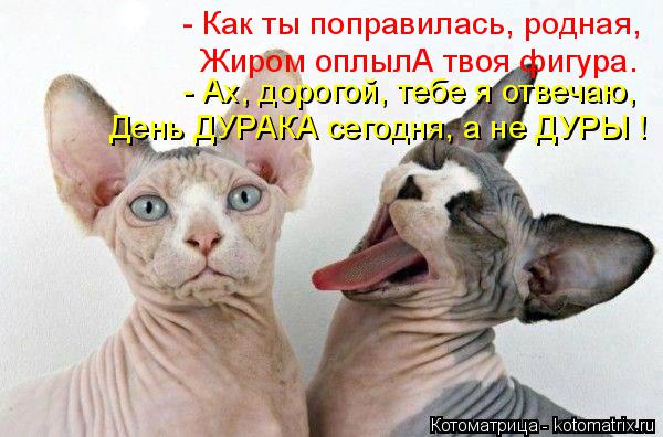 Котоматрица: - Как ты поправилась, родная,  - Ах, дорогой, тебе я отвечаю, День ДУРАКА сегодня, а не ДУРЫ ! Жиром оплылА твоя фигура.