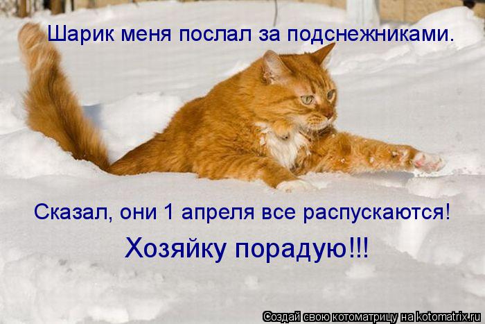 Котоматрица: Шарик меня послал за подснежниками. Сказал, они 1 апреля все распускаются! Хозяйку порадую!!!