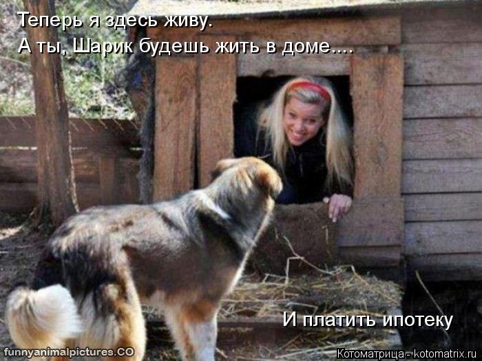 Котоматрица: Теперь я здесь живу. А ты, Шарик будешь жить в доме.... И платить ипотеку