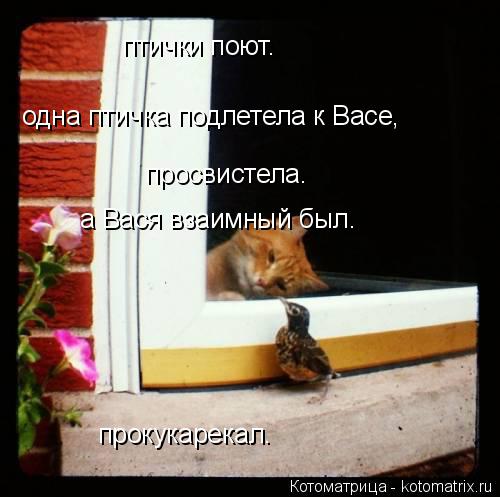 птички поют. одна птичка подлетела к Васе, просвистела. а Вася взаимный был. прокукарекал.... Котоматрица: птички поют. одна птичка подлетела к Васе, просвистела. а Вася взаимный был. прокукарекал.
