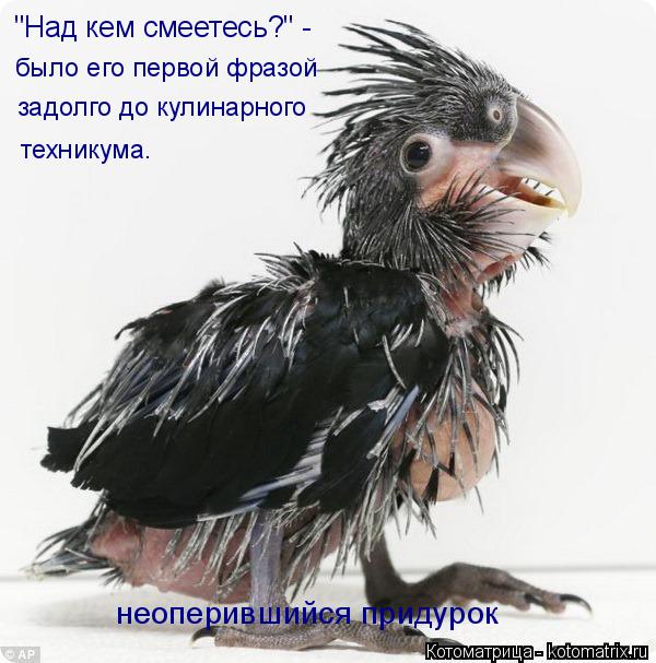 Котоматрица: "Над кем смеетесь?" - было его первой фразой задолго до кулинарного техникума. неоперившийся придурок