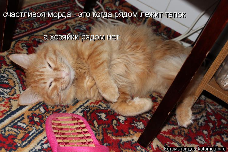 Котоматрица: счастливоя морда - это когда рядом лежит тапок а хозяйки рядом нет.