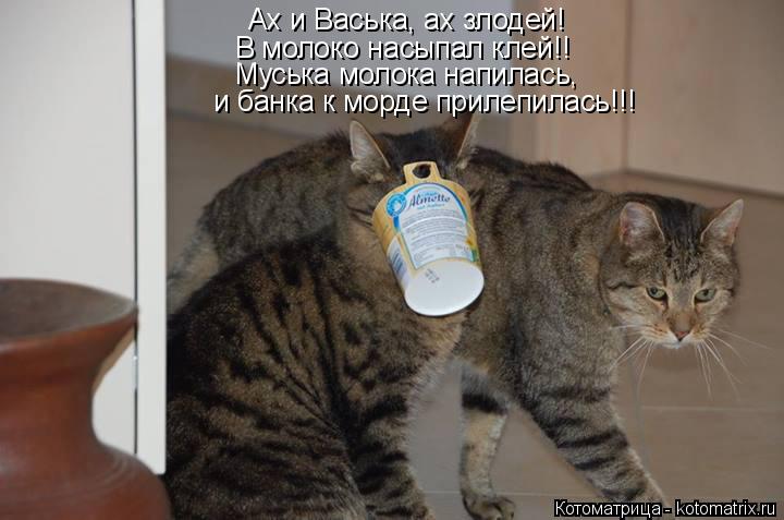 Котоматрица: Ах и Васька, ах злодей! В молоко насыпал клей!! Муська молока напилась,   и банка к морде прилепилась!!!