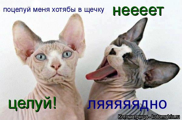 Котоматрица: поцелуй меня хотябы в щечку  неееет целуй! ляяяяядно