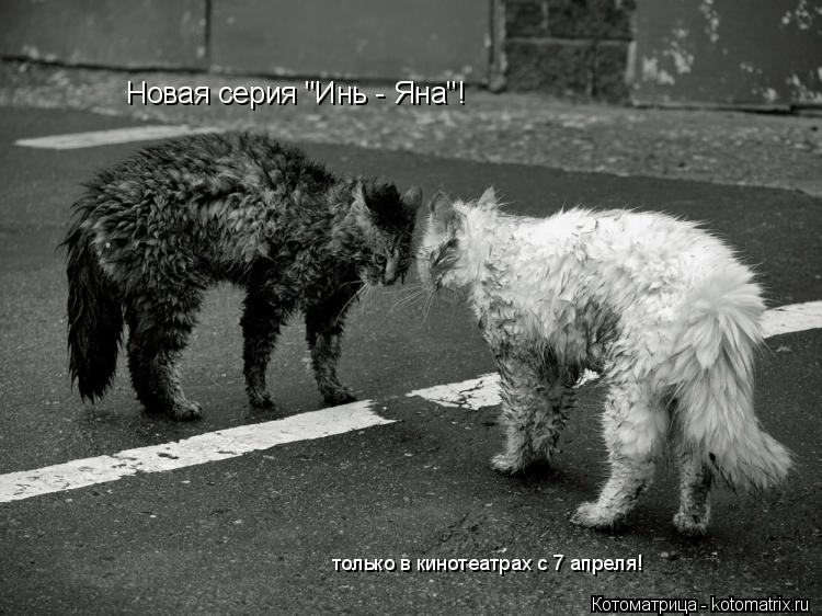 Котоматрица: только в кинотеатрах с 7 апреля! Новая серия "Инь - Яна"!