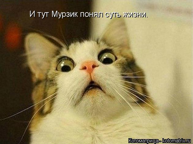 Котоматрица: И тут Мурзик понял суть жизни.