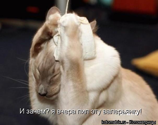 И зачем? я вчера пил эту валерьянку!... Котоматрица: И зачем? я вчера пил эту валерьянку!