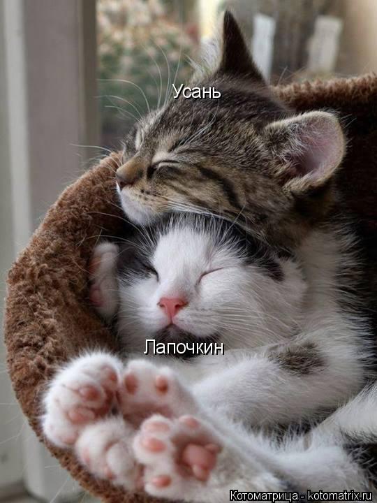 Лапочкин Усань... Котоматрица: Лапочкин Усань