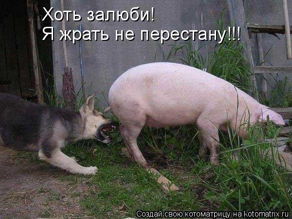 Я жрать не перестану!!! Хоть залюби!... Котоматрица: Я жрать не перестану!!! Хоть залюби!
