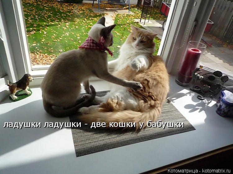 Котоматрица: ладушки ладушки - две кошки у бабушки