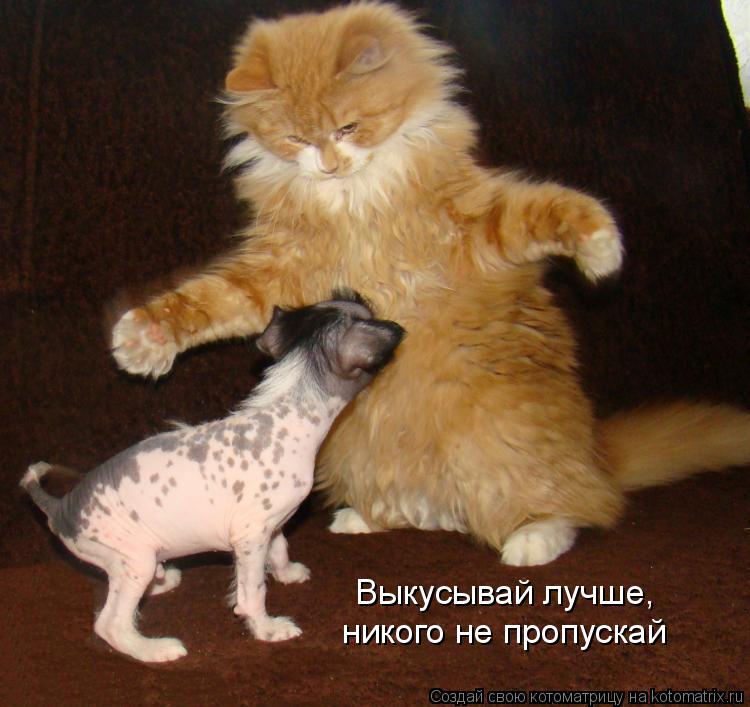 Выкусывай лучше, никого не пропускай... Котоматрица: Выкусывай лучше, никого не пропускай