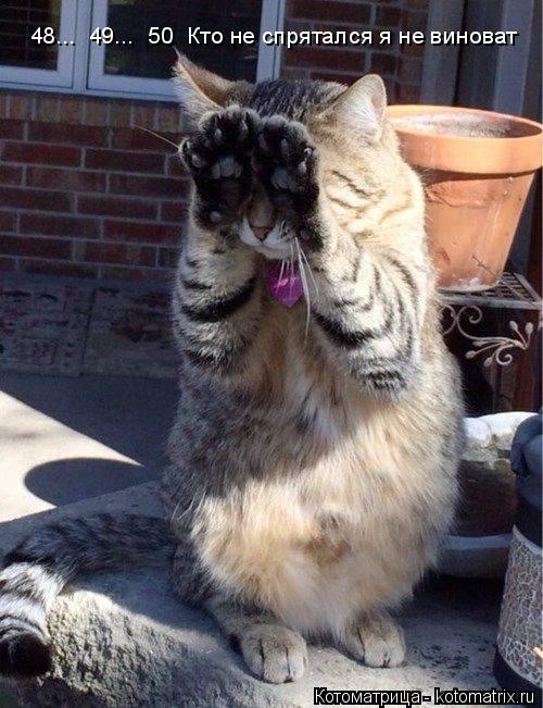 Котоматрица: 48...  49...  50  Кто не спрятался я не виноват