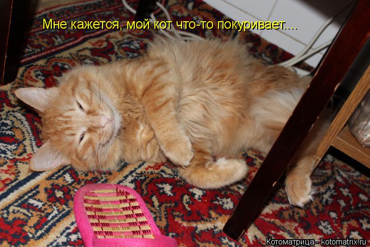 Котоматрица: Мне кажется, мой кот что-то покуривает....